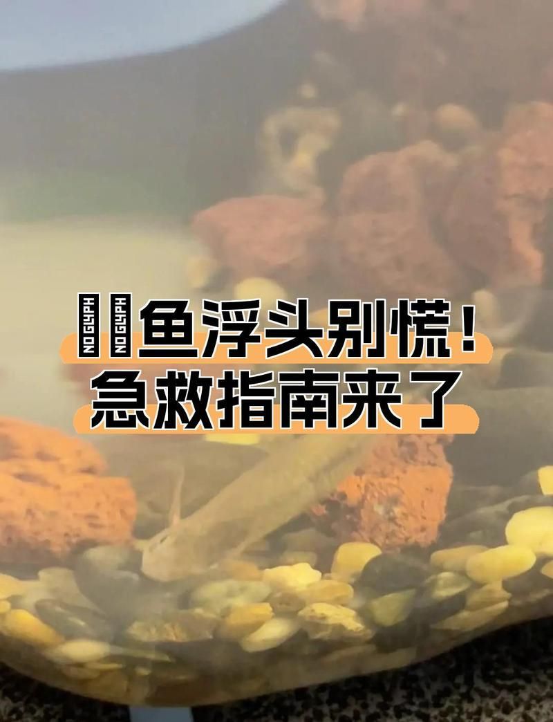 魚浮頭后多久會恢復，arxiv論文助手arxiv論文助手arxiv論文助手
