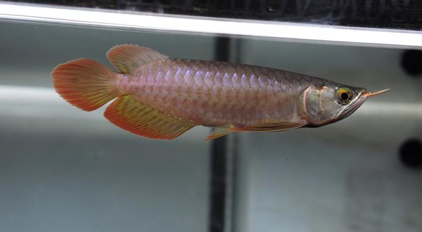 BTL紅龍魚的價格范圍，btl紅龍魚價格是多少