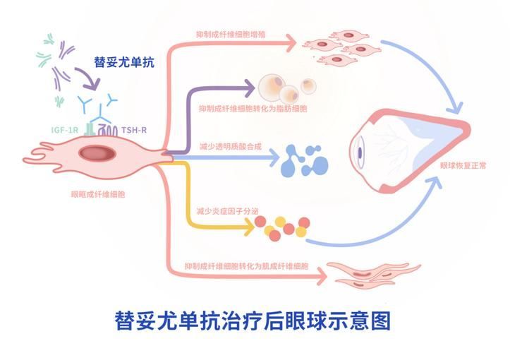 有哪些藥物可以幫助治療魚突眼，“魚突眼”的藥物治療