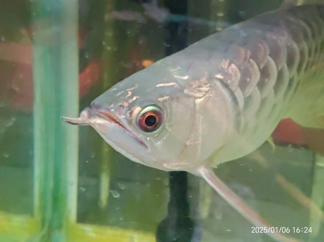 給我一些過背藍金龍魚的圖片，過背藍金龍魚市場價格是多少過背藍金龍魚的市場價格是多少