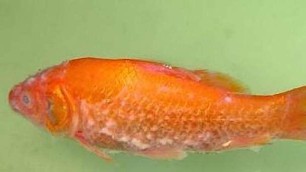如何預防魚缸再次感染真菌？，如何預防魚缸再次感染真菌