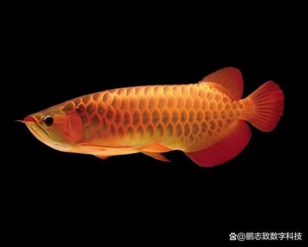 能否提供更多關于金龍魚的圖片，金龍魚的飼養方法