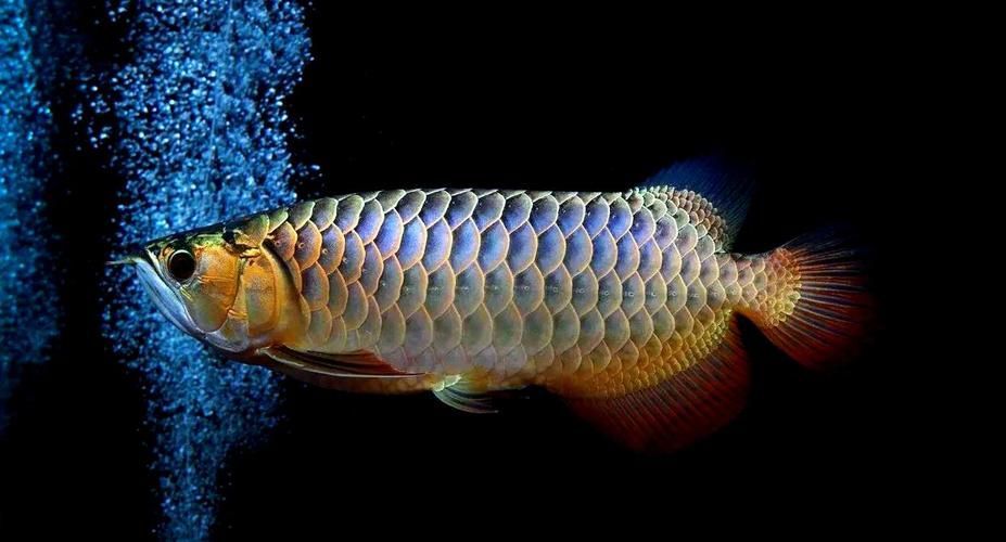 能否提供更多關于金龍魚的圖片，金龍魚的飼養方法