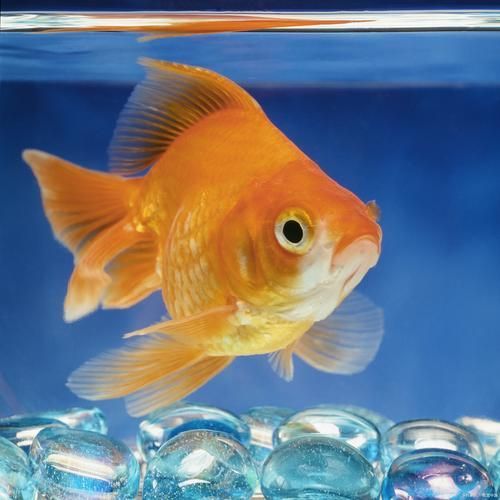 能否提供更多關于金龍魚的圖片，金龍魚的飼養方法