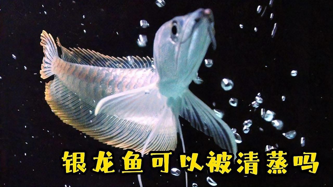 除了上述品種，還有哪些龍魚適合新手？，最適合新手飼養的龍魚品種