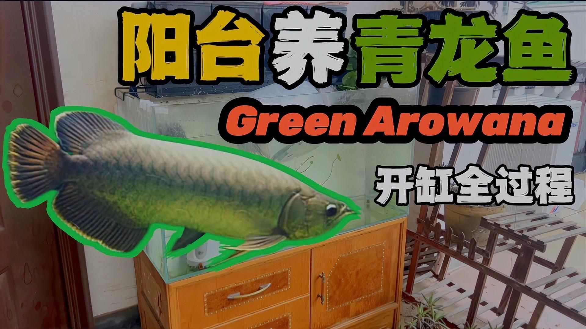 除了上述品種，還有哪些龍魚適合新手？，最適合新手飼養的龍魚品種