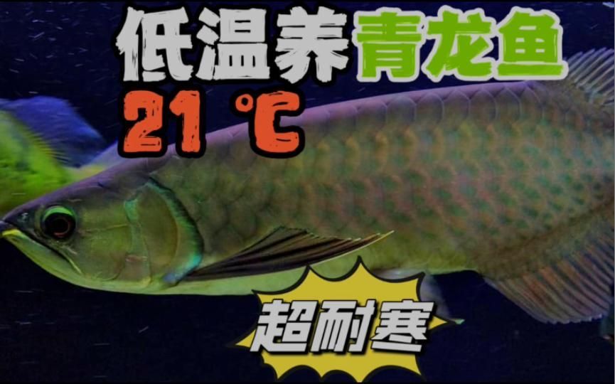 除了上述品種，還有哪些龍魚適合新手？，最適合新手飼養的龍魚品種