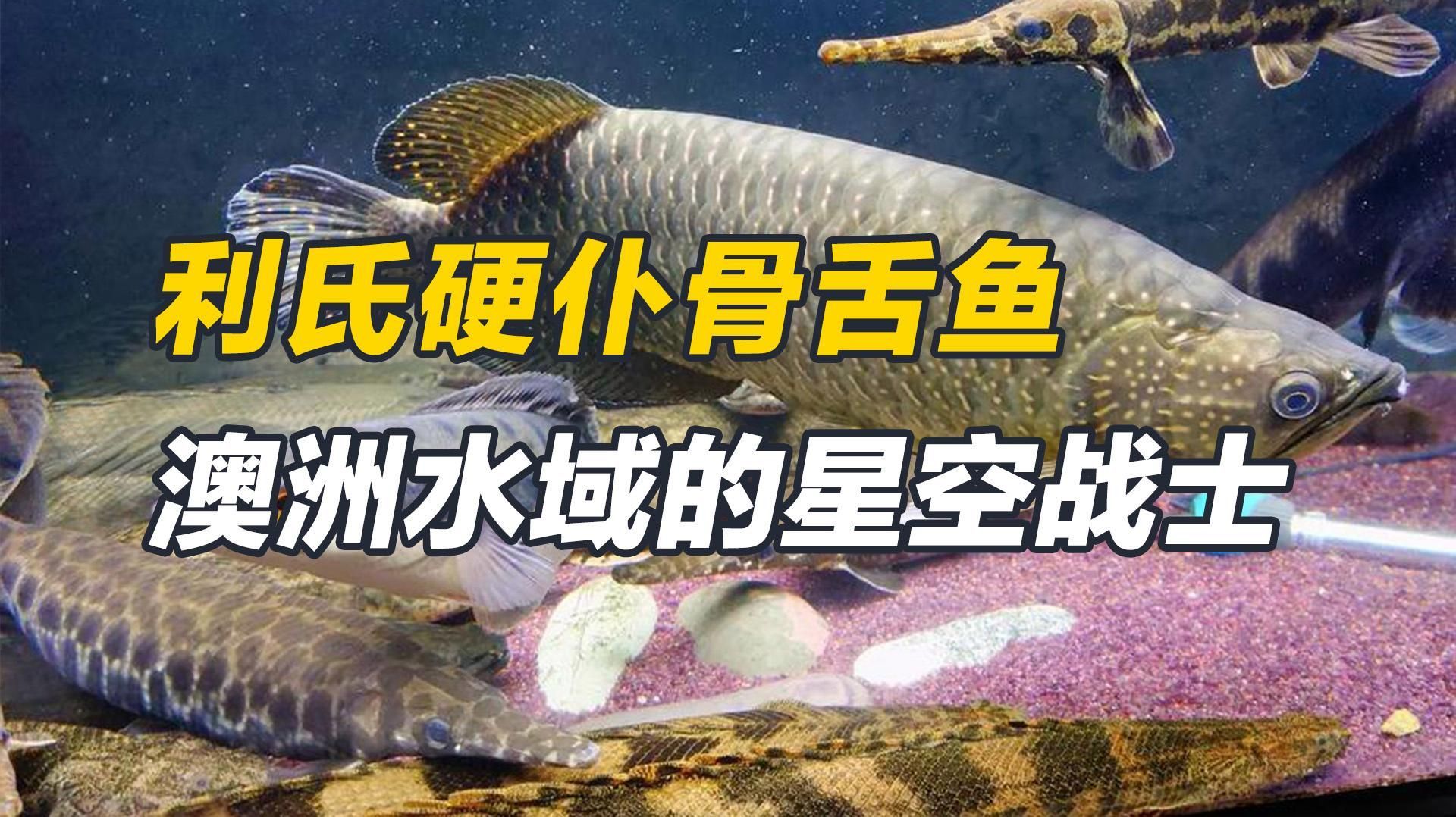 除了上述品種，還有哪些龍魚適合新手？，最適合新手飼養的龍魚品種