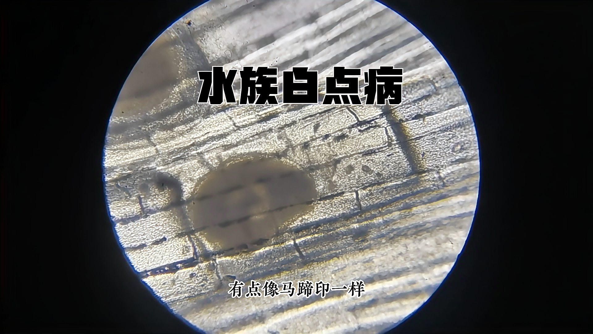 如何判斷魚是否感染小瓜蟲，小瓜蟲感染后如何預(yù)防魚身上長白點是什么病
