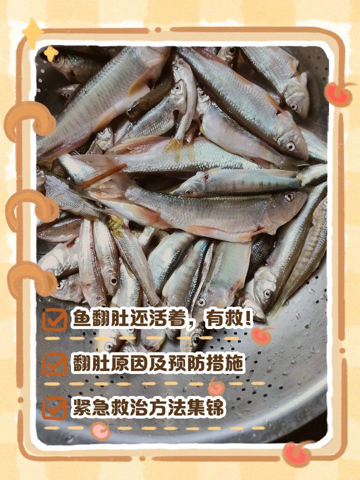 龍魚翻肚后多久會死亡，龍魚翻肚后多久會死亡，如何急救