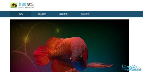 如何辨別龍魚論壇的真偽？，如何辨別龍魚論壇的真偽