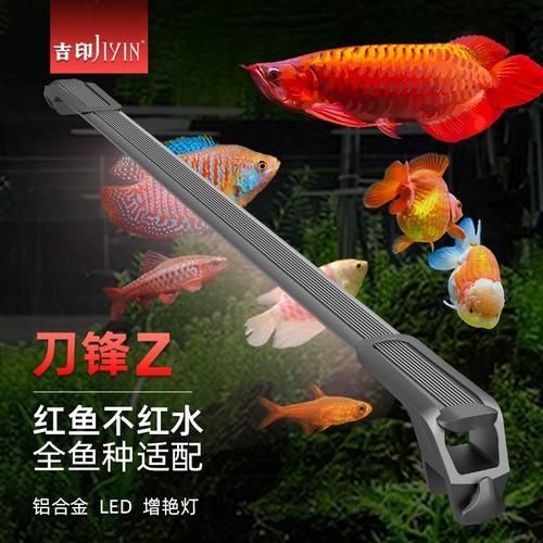 有哪些品牌LED燈適合紅龍，新手入門選擇紅龍魚缸led燈具