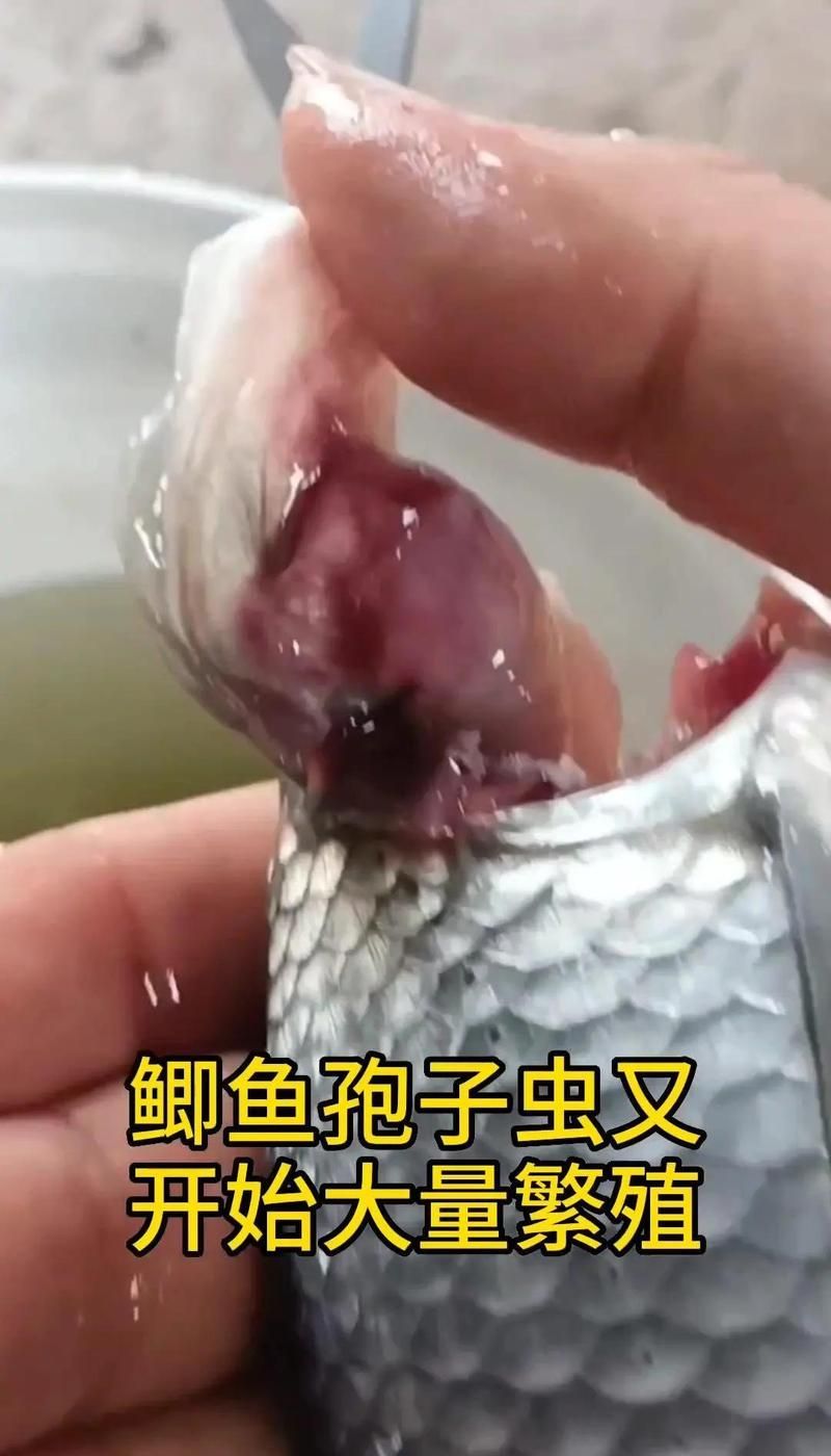 哪種藥物治療魚內寄最有效，水產養殖中治療魚類內寄生蟲最有效的藥物是吡喹酮