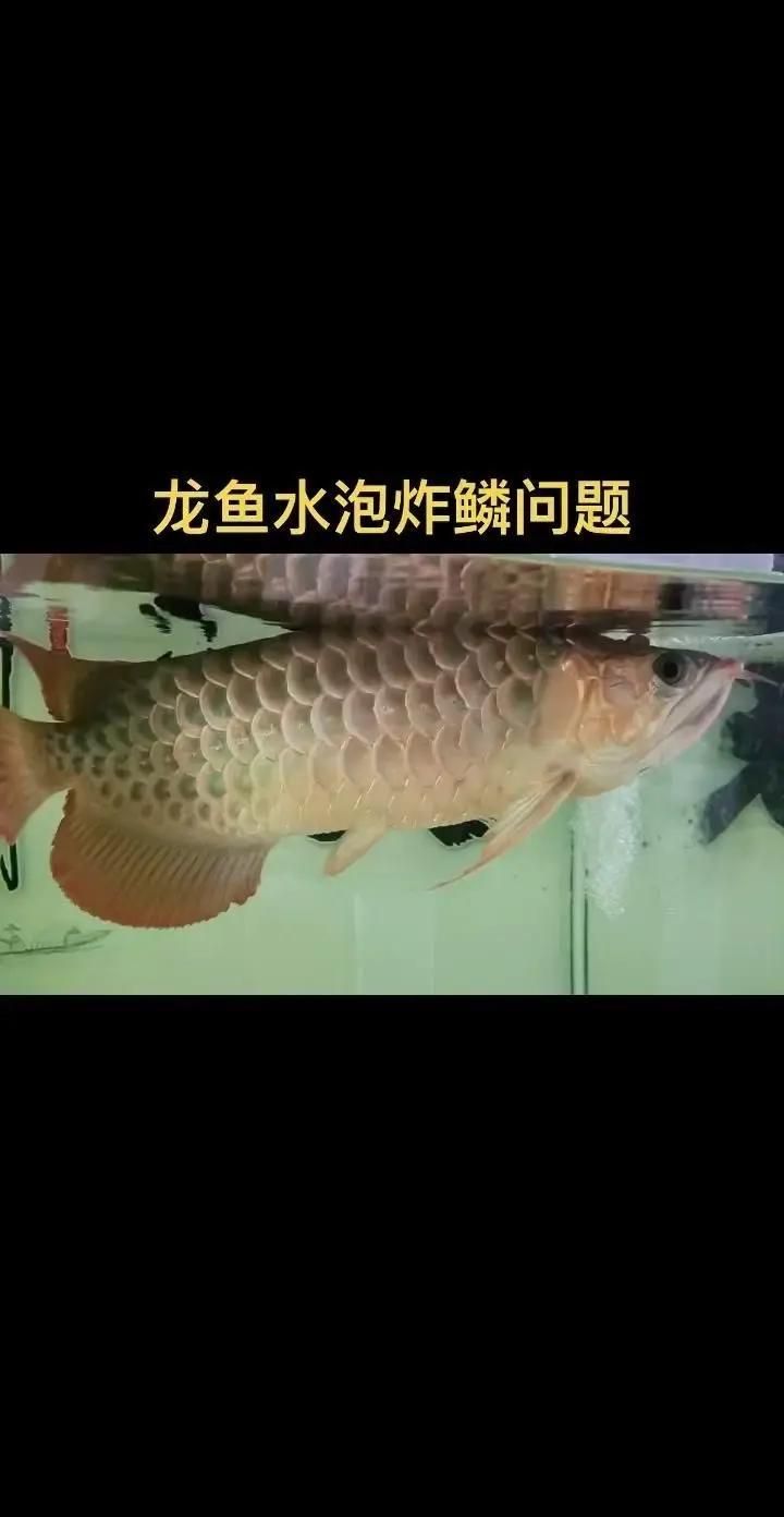 龍魚炸鱗趴缸如何急救處理？，別擔心，龍魚炸鱗趴缸看著嚇人，但只要及時干預、方法得當