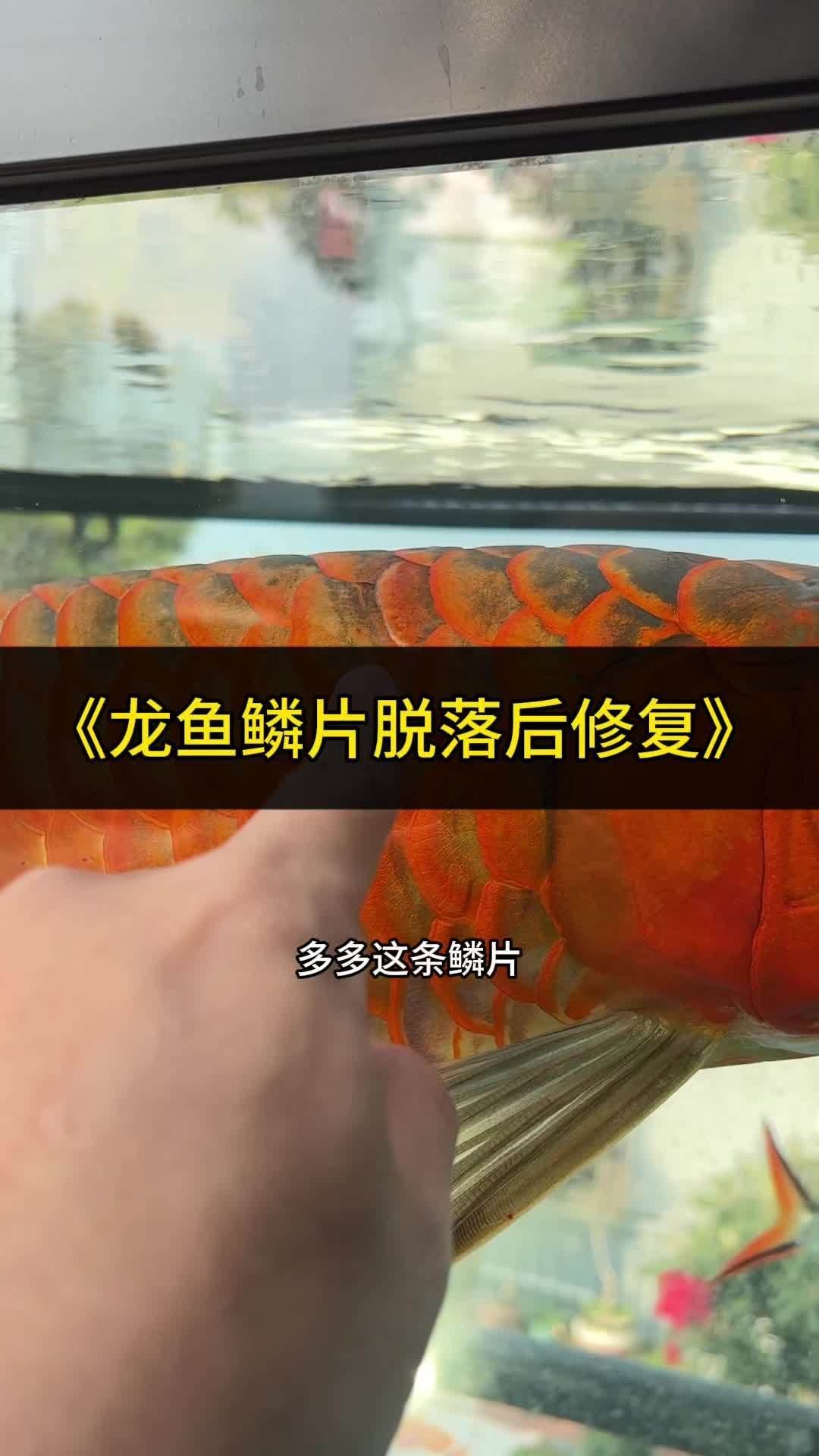 龍魚掉鱗后多久能看到新鱗片？，龍魚掉鱗后多久能恢復光澤與排列整齊度,龍魚掉鱗別慌