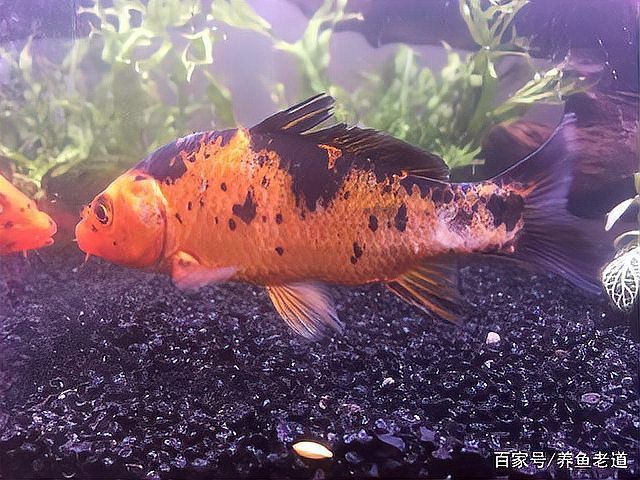 如何預防紅龍魚感染，arxiv論文助手arxiv論文助手arxiv論文助手