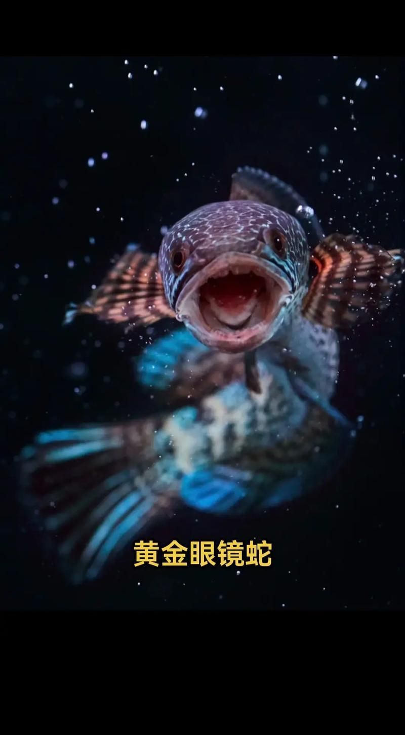 雷龍哪個品種最受歡迎，七彩雷龍和黃金眼鏡蛇雷龍哪個品種最適合新手入門