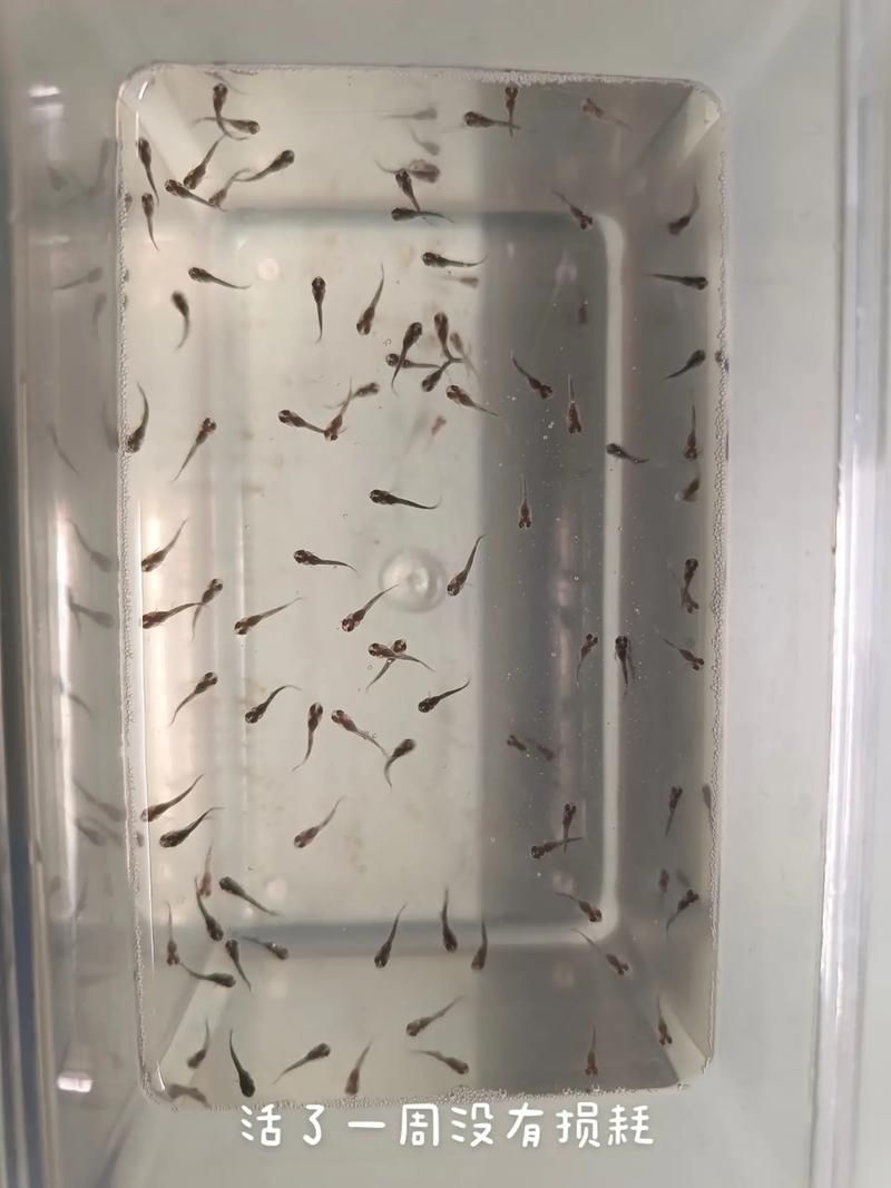 祥龍魚場的魟魚繁殖技術如何？，祥龍魚場的魟魚繁殖技術如何，