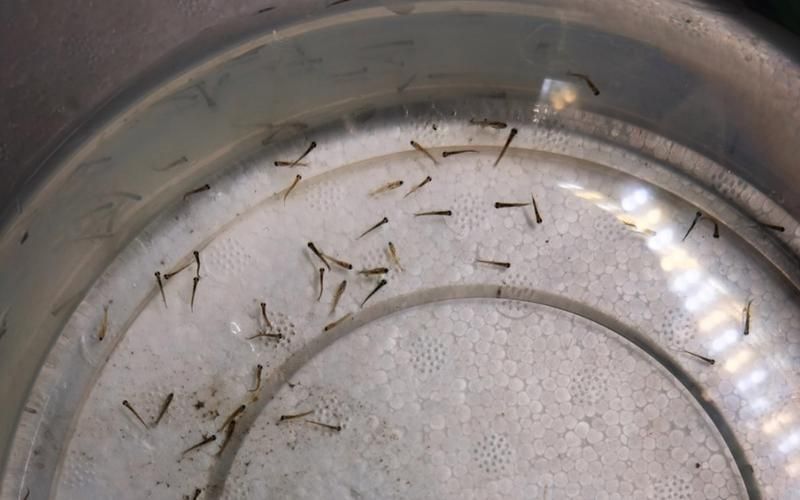 祥龍魚場的魟魚繁殖技術如何？，祥龍魚場的魟魚繁殖技術如何，