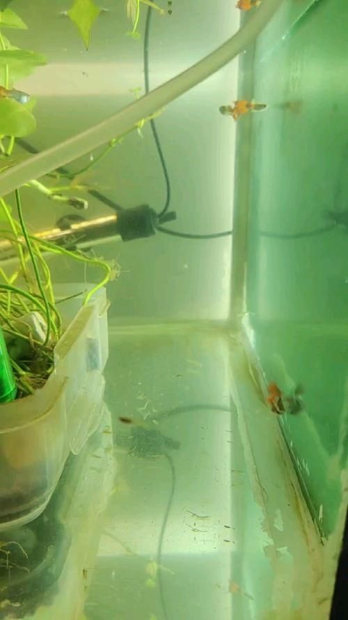 祥龍魚場的魟魚繁殖技術如何？，祥龍魚場的魟魚繁殖技術如何，