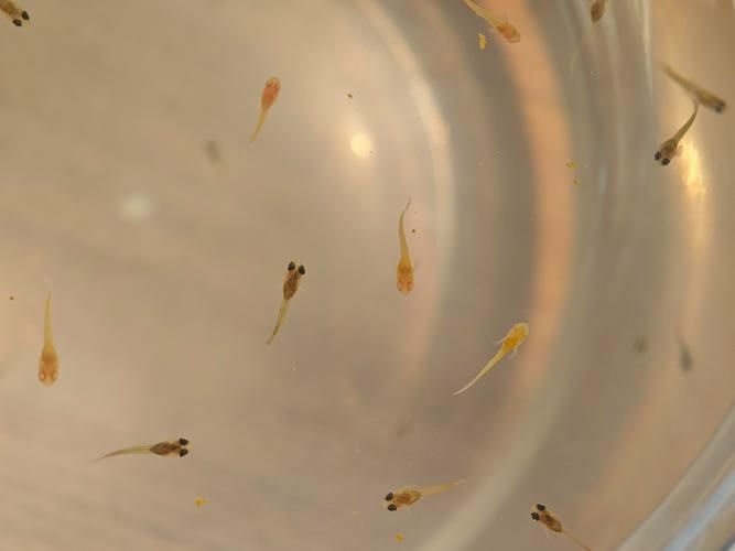 祥龍魚場的魟魚繁殖技術如何？，祥龍魚場的魟魚繁殖技術如何，