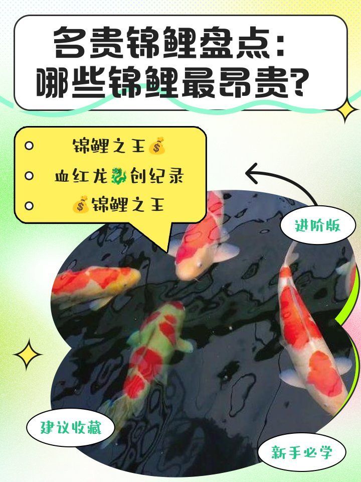 十<strong><mark>大名</mark></strong>貴錦鯉的價格范圍，十<strong><mark>大名</mark></strong>貴錦鯉盤點:哪些錦鯉最昂貴