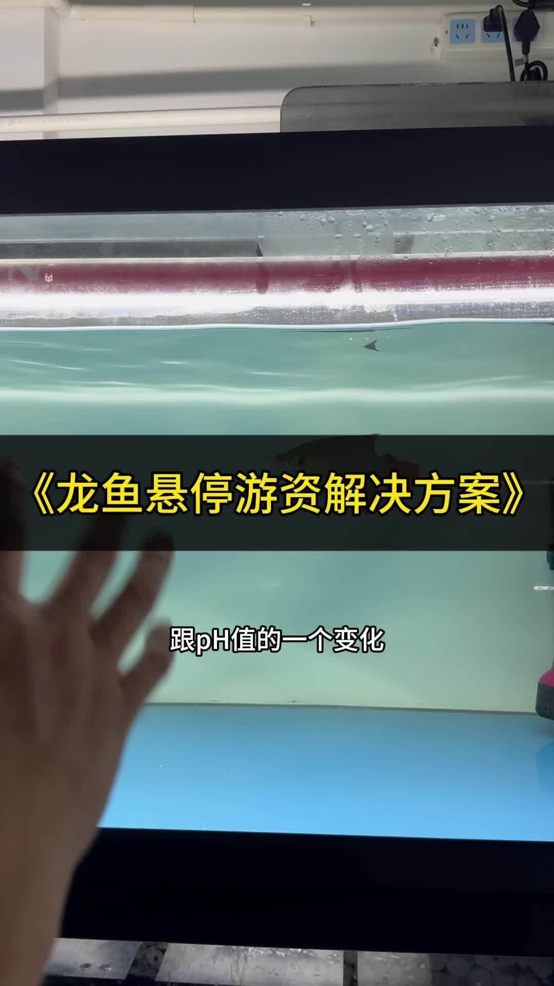 龍魚PH值波動大怎么辦，如何判斷龍魚是否處于ph值波動中？