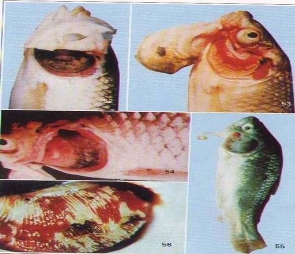 如何判斷龍魚是否患有鰓霉菌感染？，————科學(xué)診斷指南