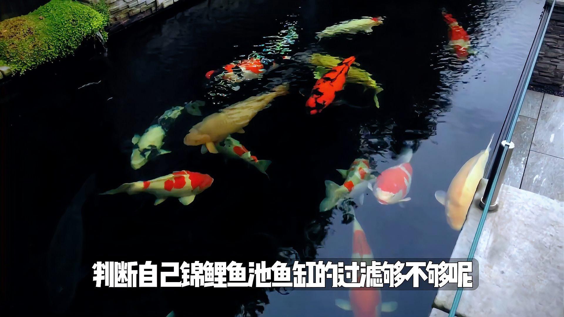 如何判斷魚缸的過濾系統是否足夠，如何判斷魚缸過濾系統是否夠用