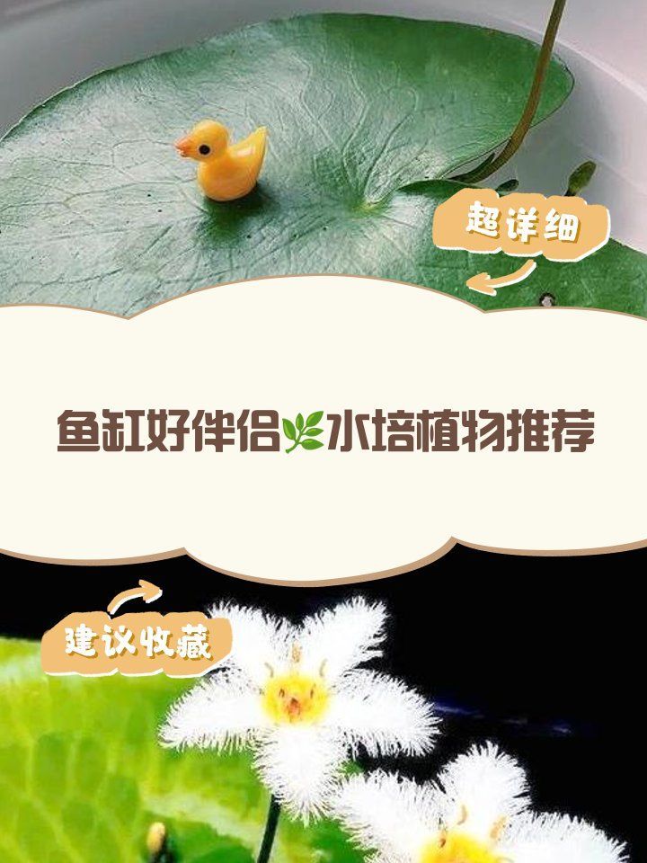 哪些水族植物適合與小紅龍魚共養，適合與小紅龍魚共養的水族植物