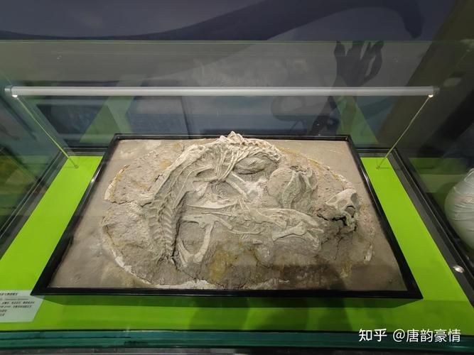 有哪些著名的文物造假案例，圖、司母戊鼎的真?zhèn)舞b定