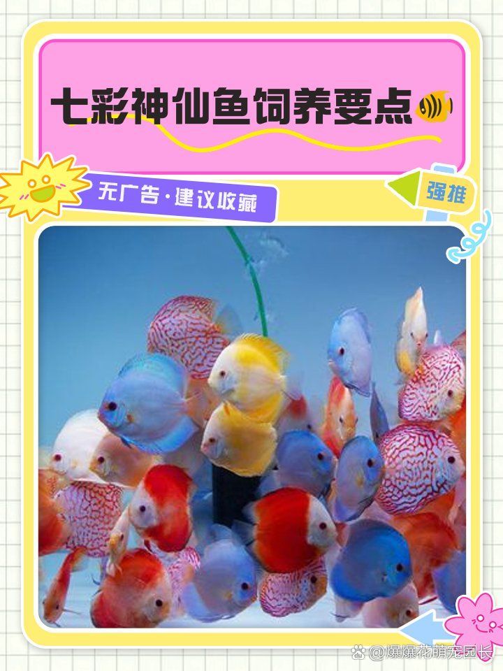 七彩魚的其他常見食物有哪些，七彩神仙魚飼養(yǎng)七彩神仙魚飼養(yǎng)要點