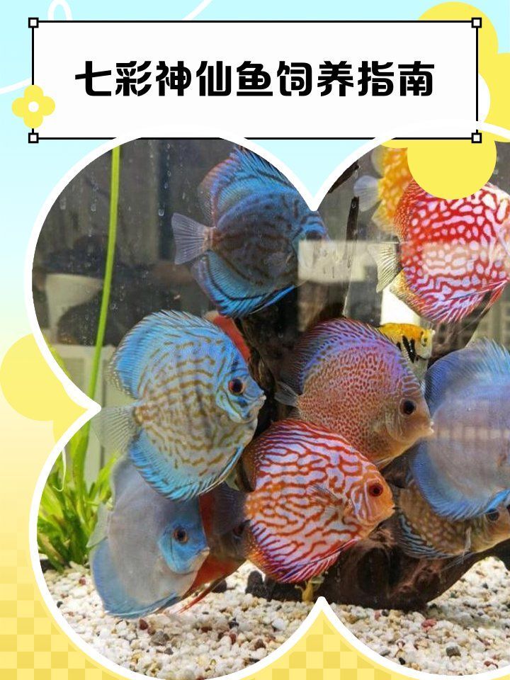 七彩魚的其他常見食物有哪些，七彩神仙魚飼養(yǎng)七彩神仙魚飼養(yǎng)要點