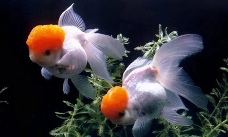有哪些藥物可以治療魚外傷，外傷處理指南