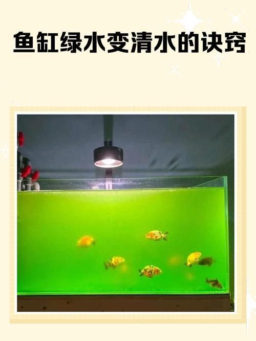 如何判斷魚缸水是否發綠？，如何判斷魚缸水發綠