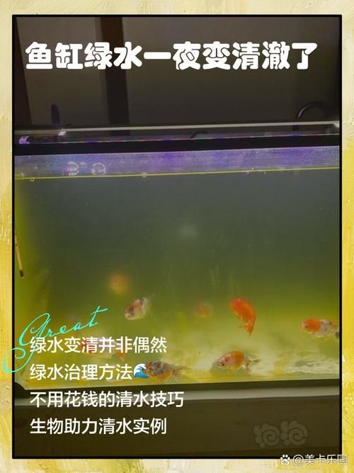 如何判斷魚缸水是否發綠？，如何判斷魚缸水發綠