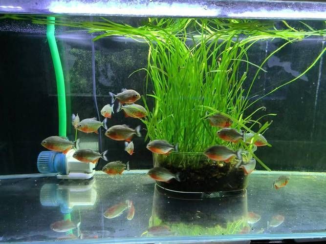 如何判斷魚缸水是否發綠？，如何判斷魚缸水發綠