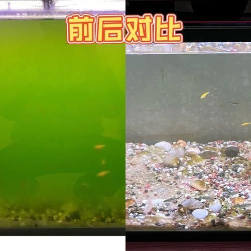 如何判斷魚缸水是否發綠？，如何判斷魚缸水發綠