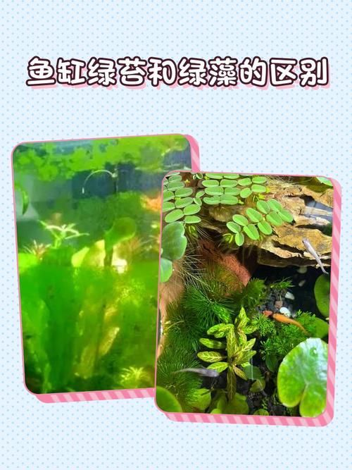 如何判斷魚缸水是否發綠？，如何判斷魚缸水發綠