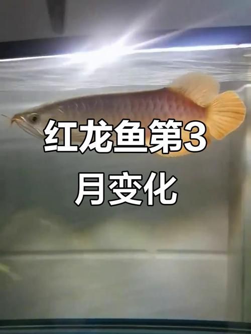 給我一些紅龍魚幼魚發(fā)育圖譜的高清圖片，紅龍魚幼魚發(fā)育圖譜