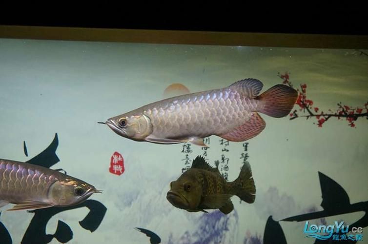 給我一些紅龍魚幼魚發(fā)育圖譜的高清圖片，紅龍魚幼魚發(fā)育圖譜