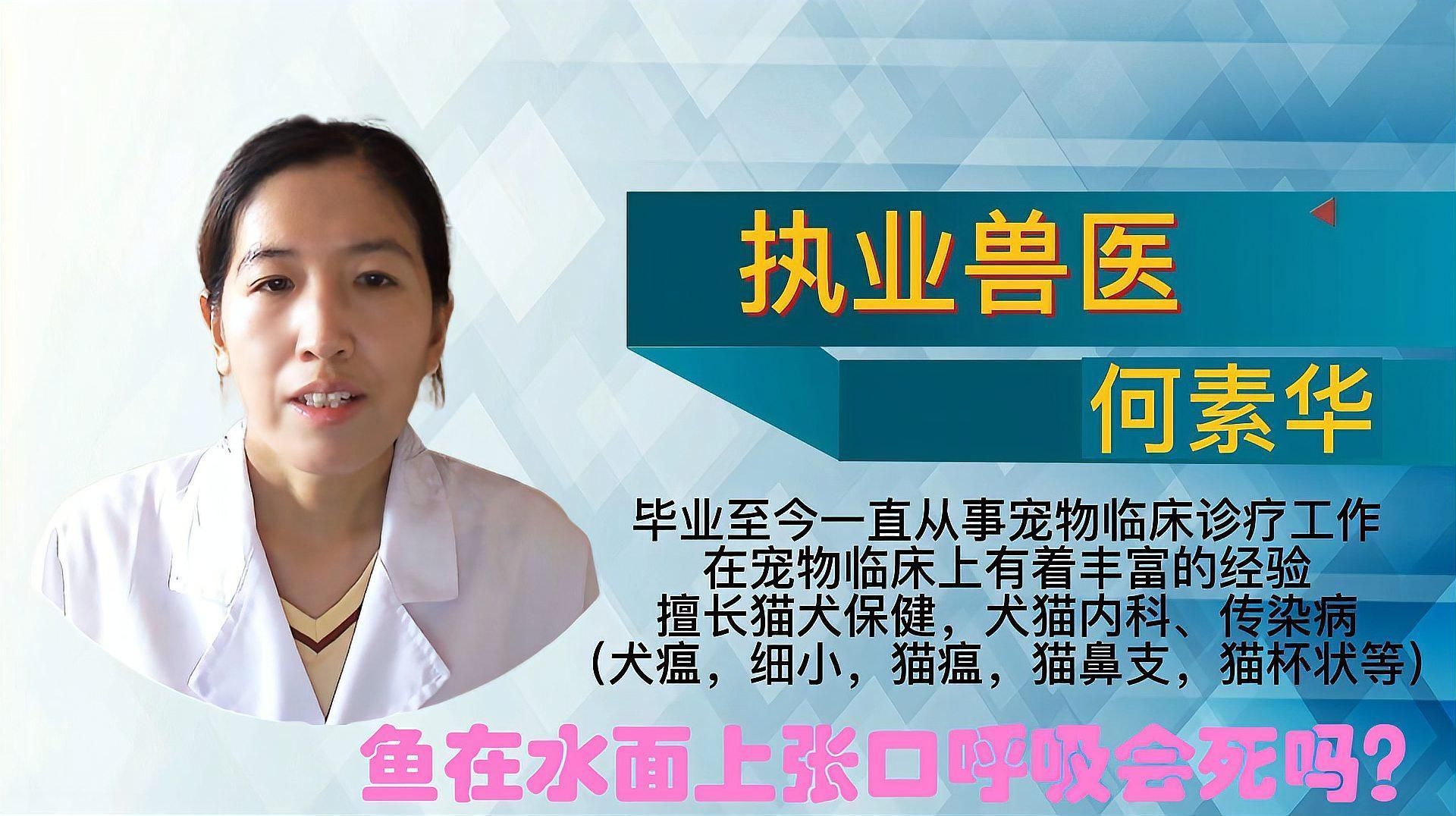 魚浮在水面上張嘴會死嗎，在水面上張嘴時，魚會因為缺氧而死亡，這是因為缺氧而死亡