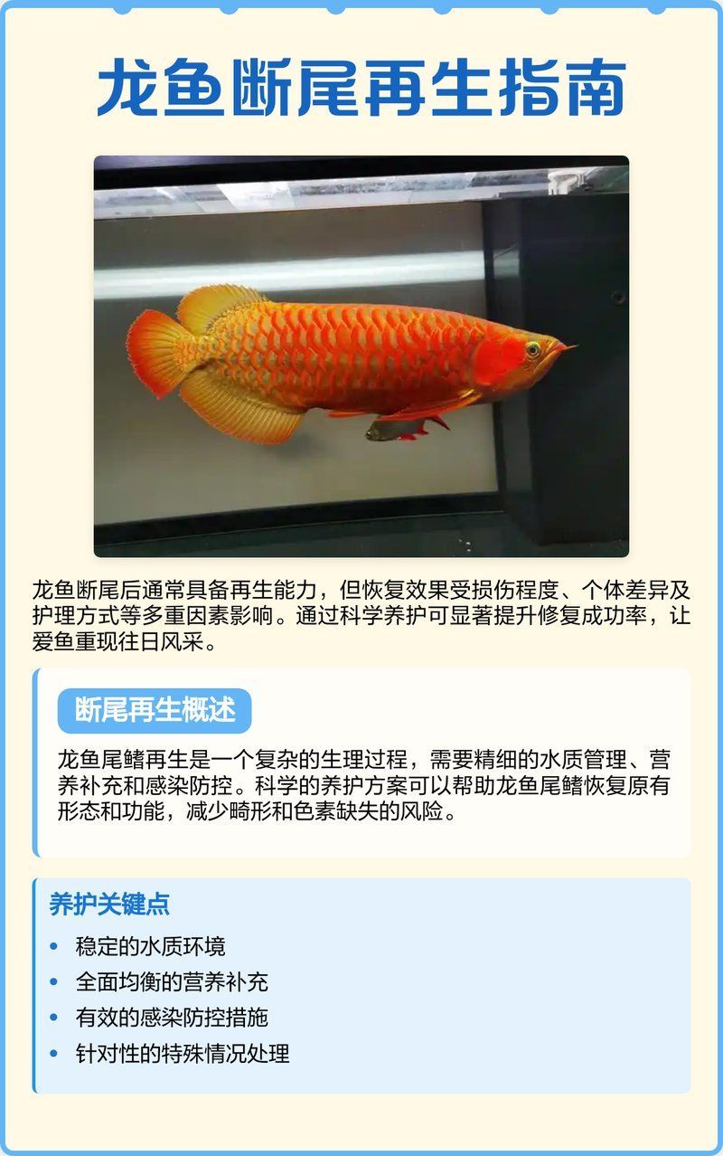龍魚掉尾后多久開始再生新尾？，龍魚尾巴斷裂后快速修復的方法