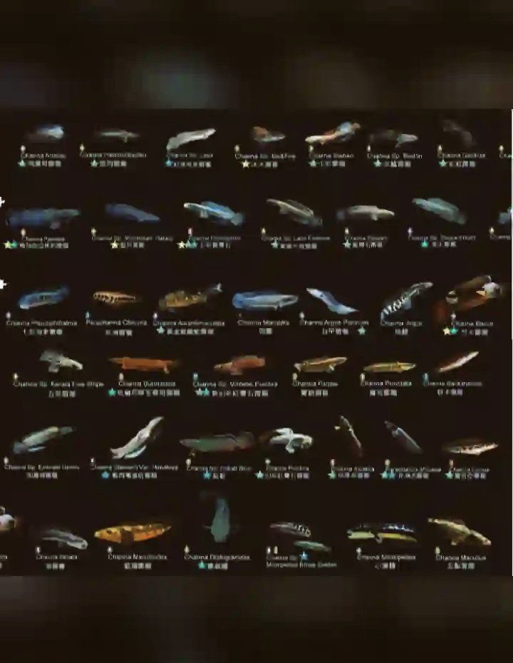 十大最好看的雷龍魚，十大最好看的雷龍魚品種雷龍魚，適合新手入門級明星