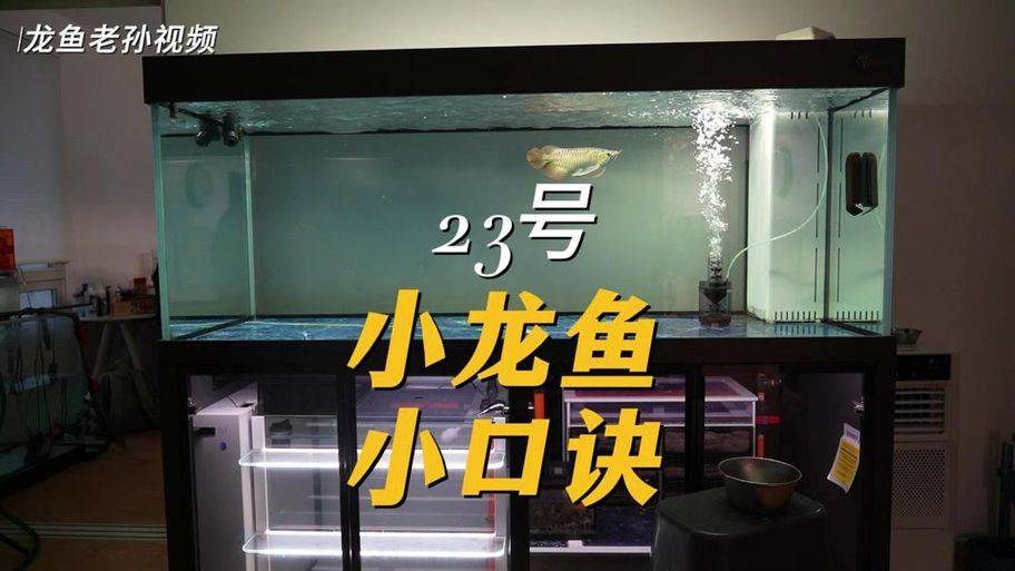給我一些預(yù)防龍魚打架的圖片，聲東擊西———用銀龍當(dāng)“調(diào)解員”