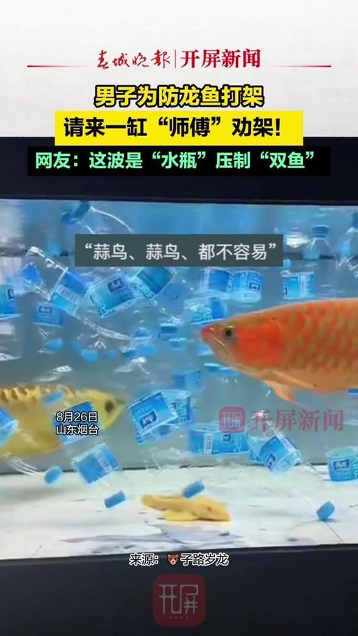 給我一些預(yù)防龍魚打架的圖片，聲東擊西———用銀龍當(dāng)“調(diào)解員”