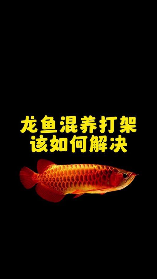 給我一些預(yù)防龍魚打架的圖片，聲東擊西———用銀龍當(dāng)“調(diào)解員”