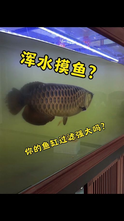 給我一些預(yù)防龍魚打架的圖片，聲東擊西———用銀龍當(dāng)“調(diào)解員”
