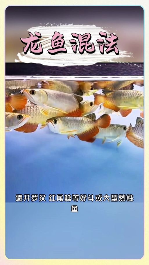 給我一些預(yù)防龍魚打架的圖片，聲東擊西———用銀龍當(dāng)“調(diào)解員”