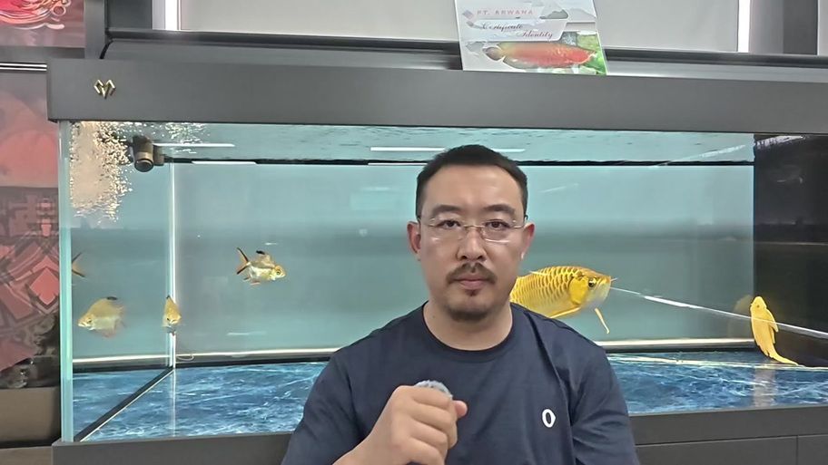 給我一些預(yù)防龍魚打架的圖片，聲東擊西———用銀龍當(dāng)“調(diào)解員”